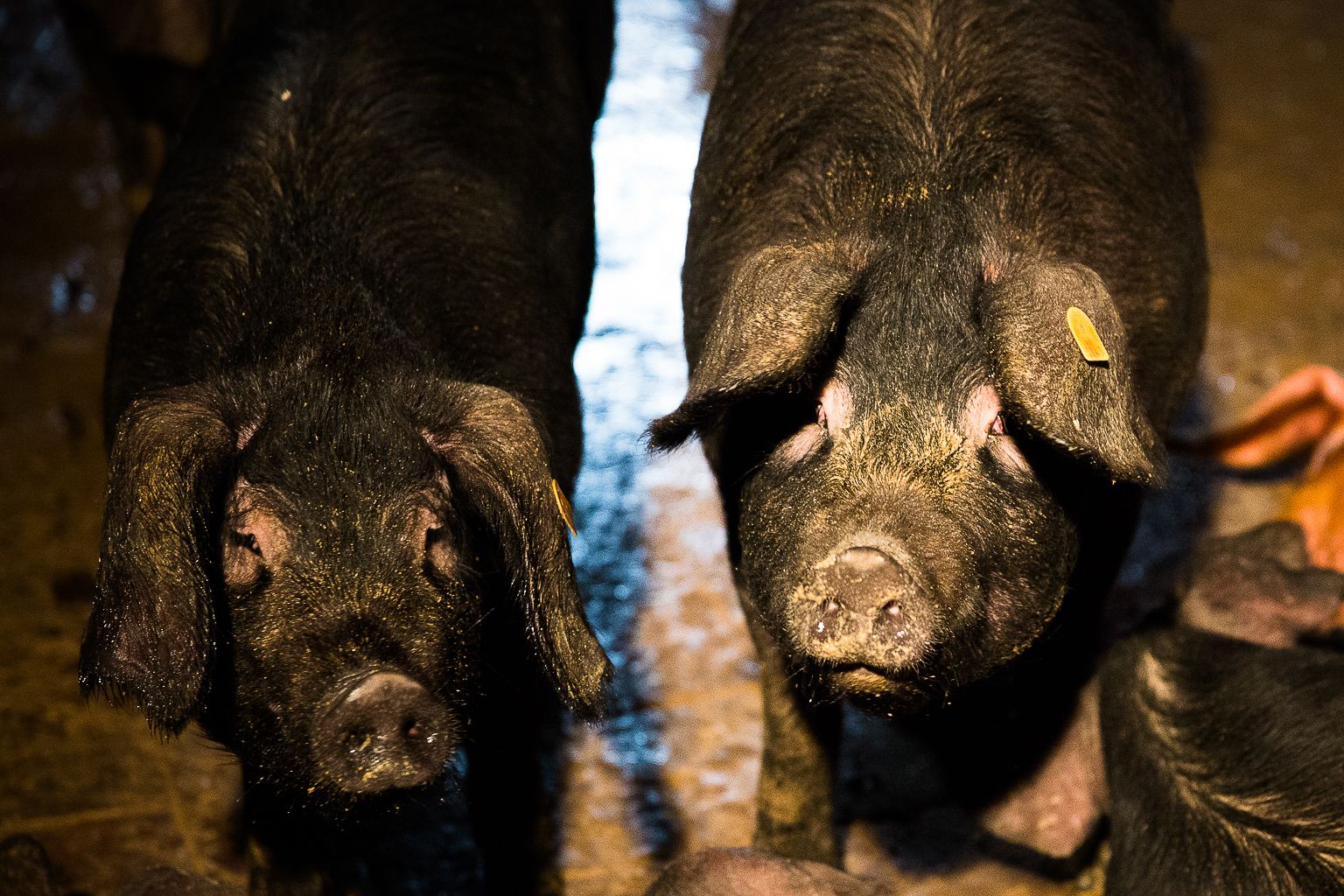 Culatello di Zibello;©Andreas Fahrni