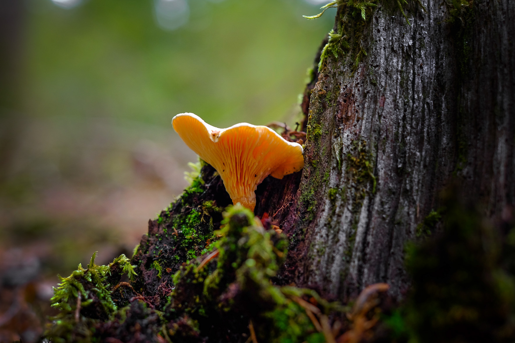 Waldpilze, ©Andreas Fahrni 