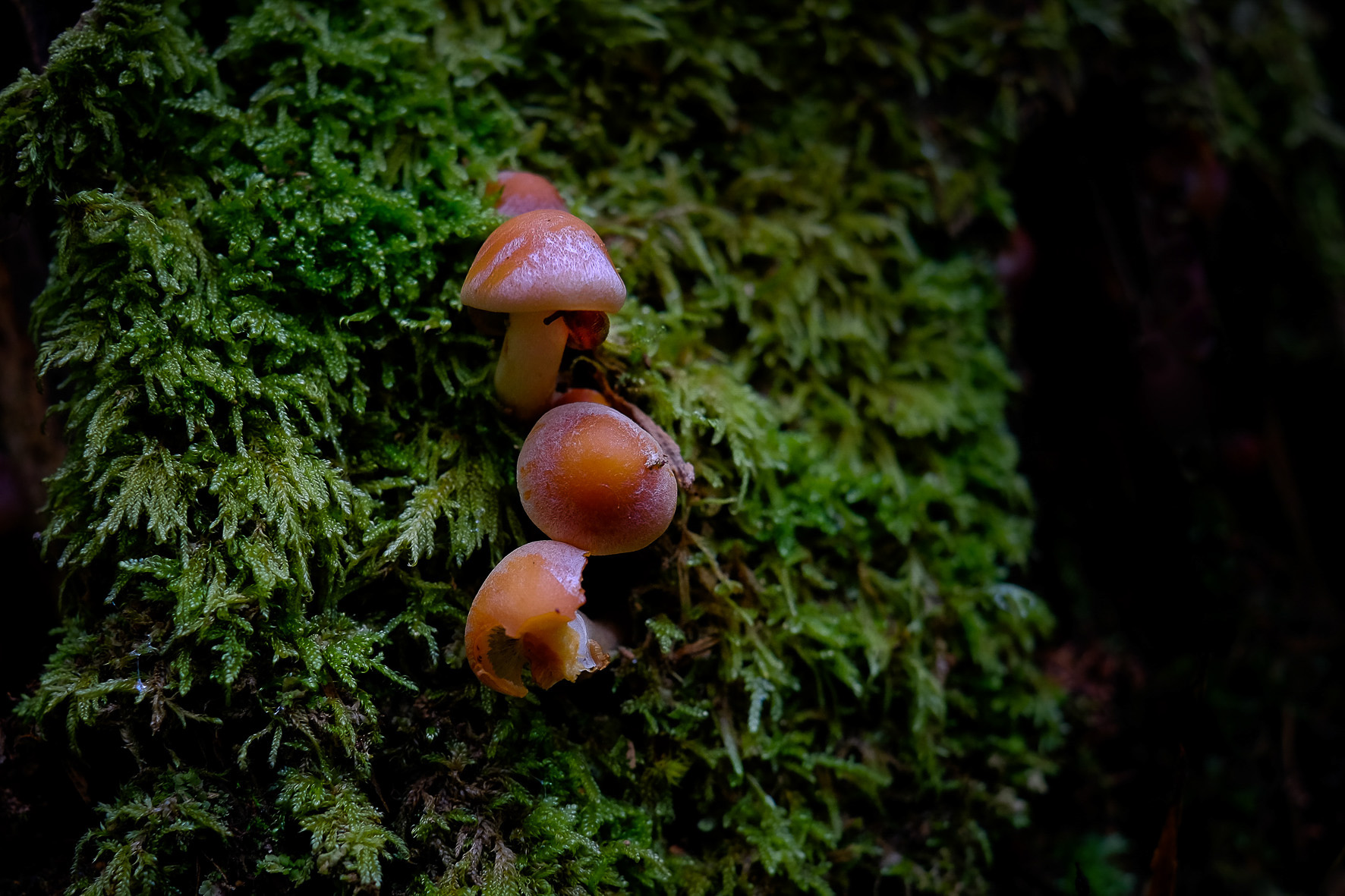 Waldpilze, ©Andreas Fahrni 