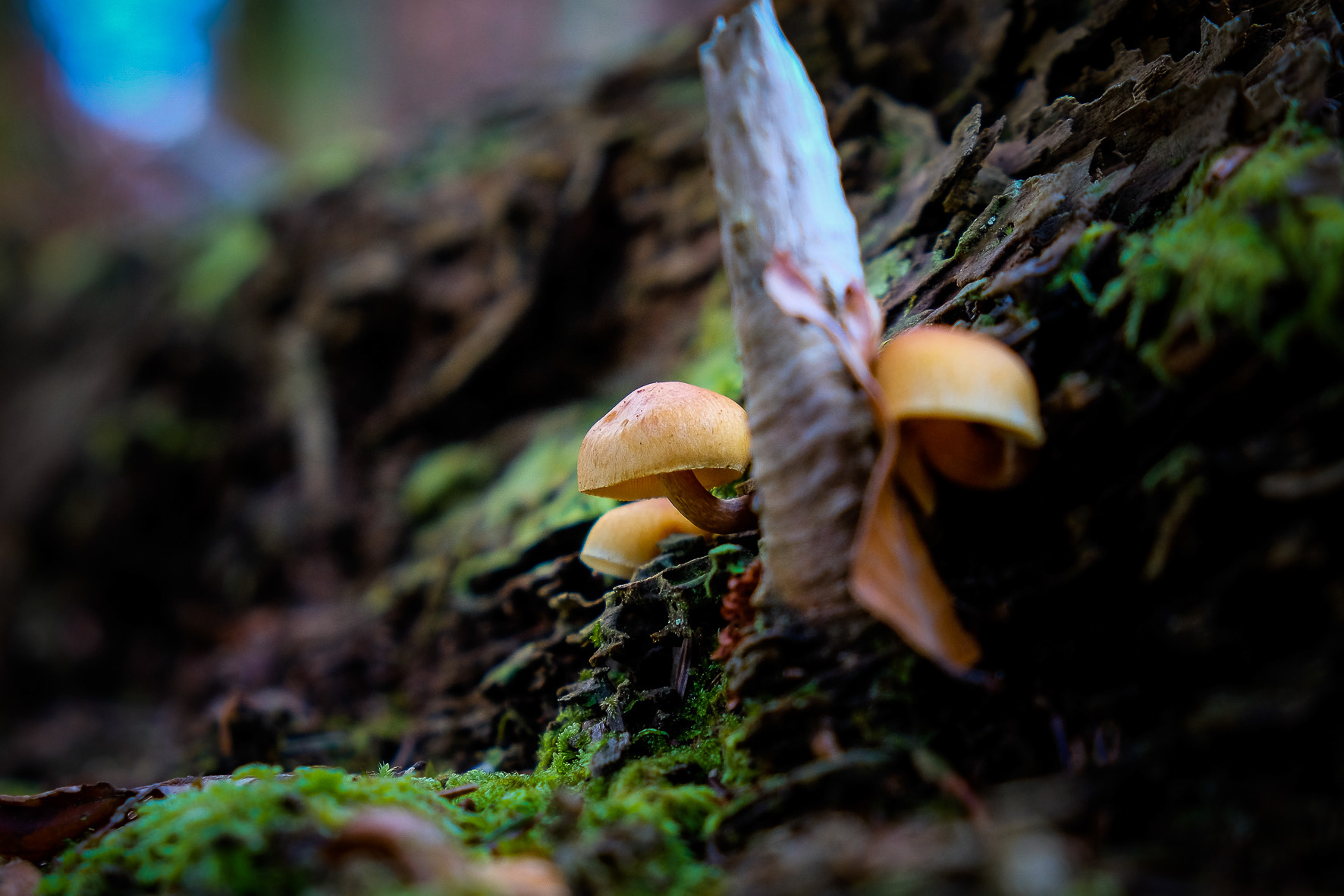 Waldpilze, ©Andreas Fahrni 