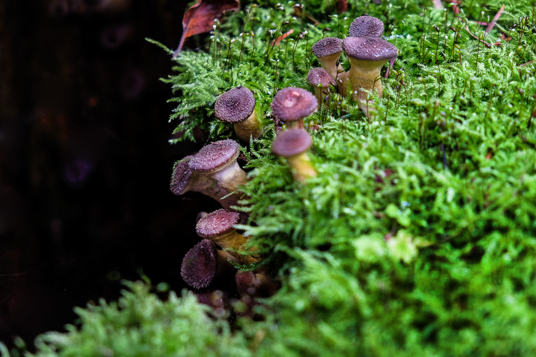 Waldpilze, ©Andreas Fahrni 