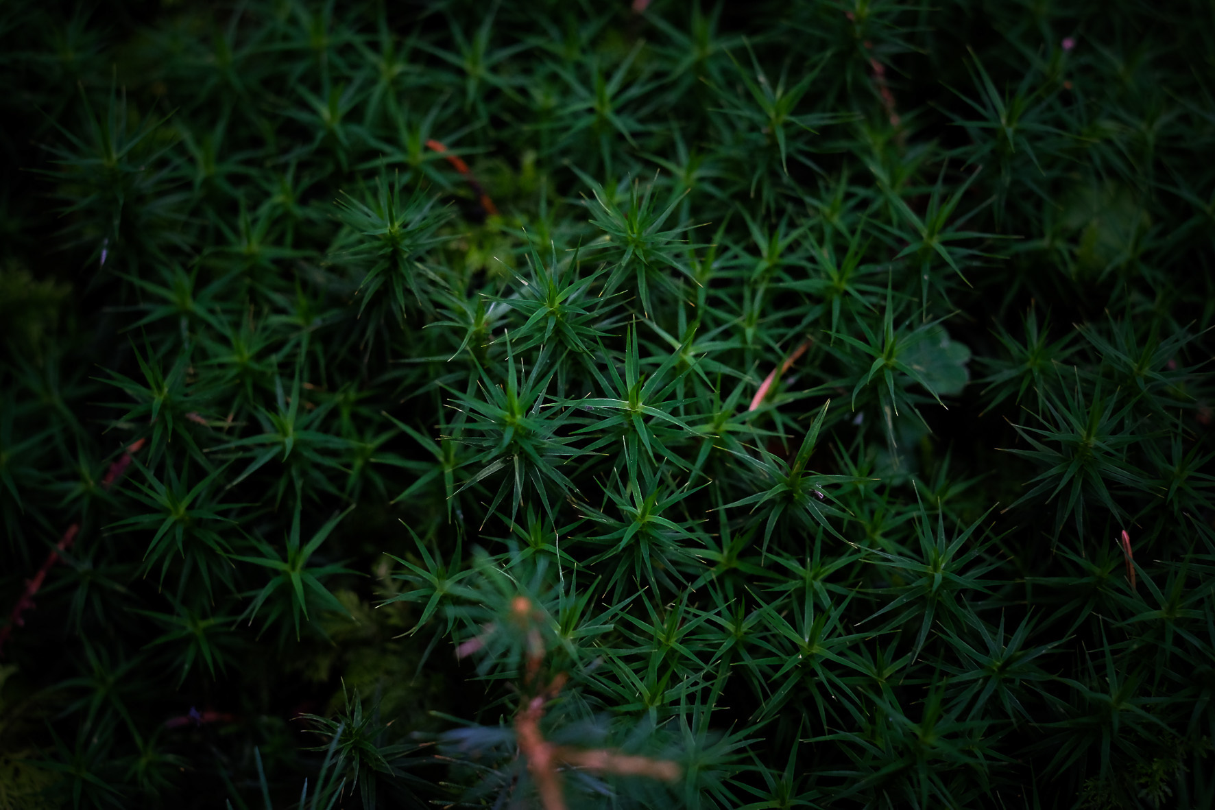 Waldpilze, ©Andreas Fahrni 
