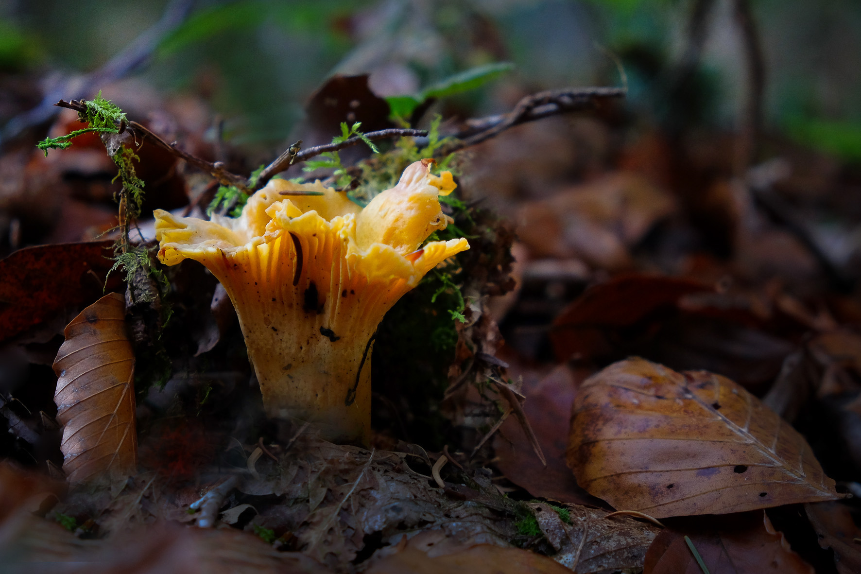 Waldpilze, ©Andreas Fahrni 