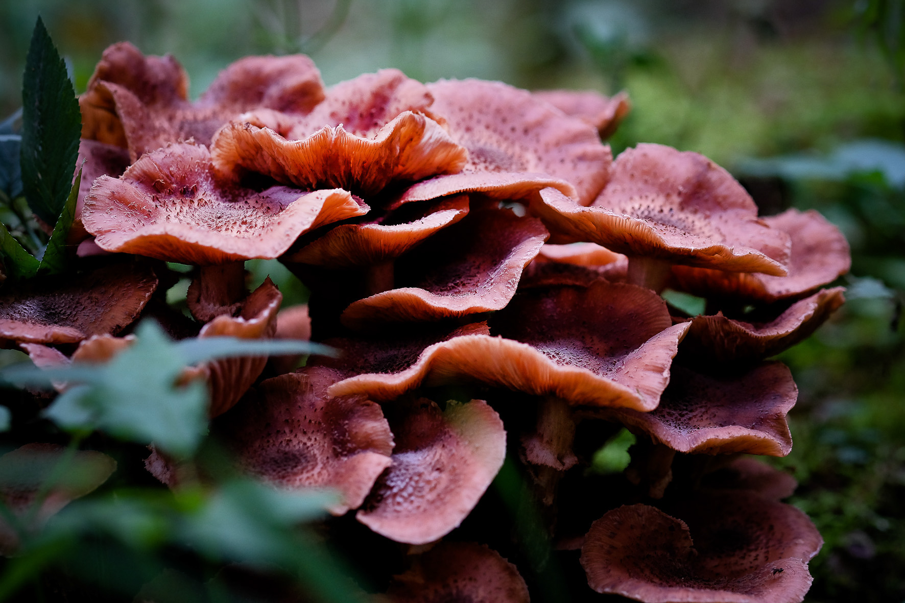 Waldpilze, ©Andreas Fahrni 