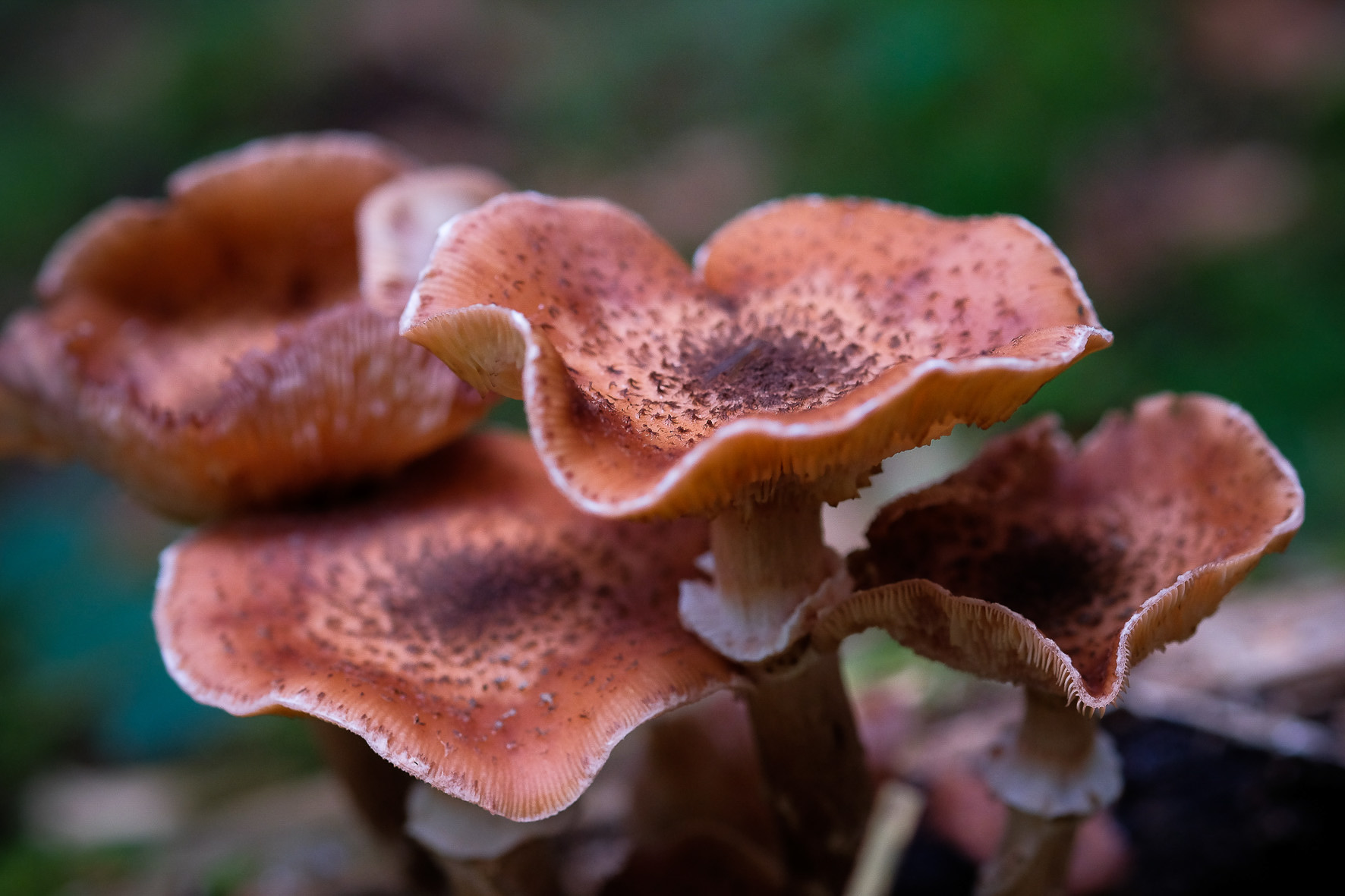 Waldpilze, ©Andreas Fahrni 