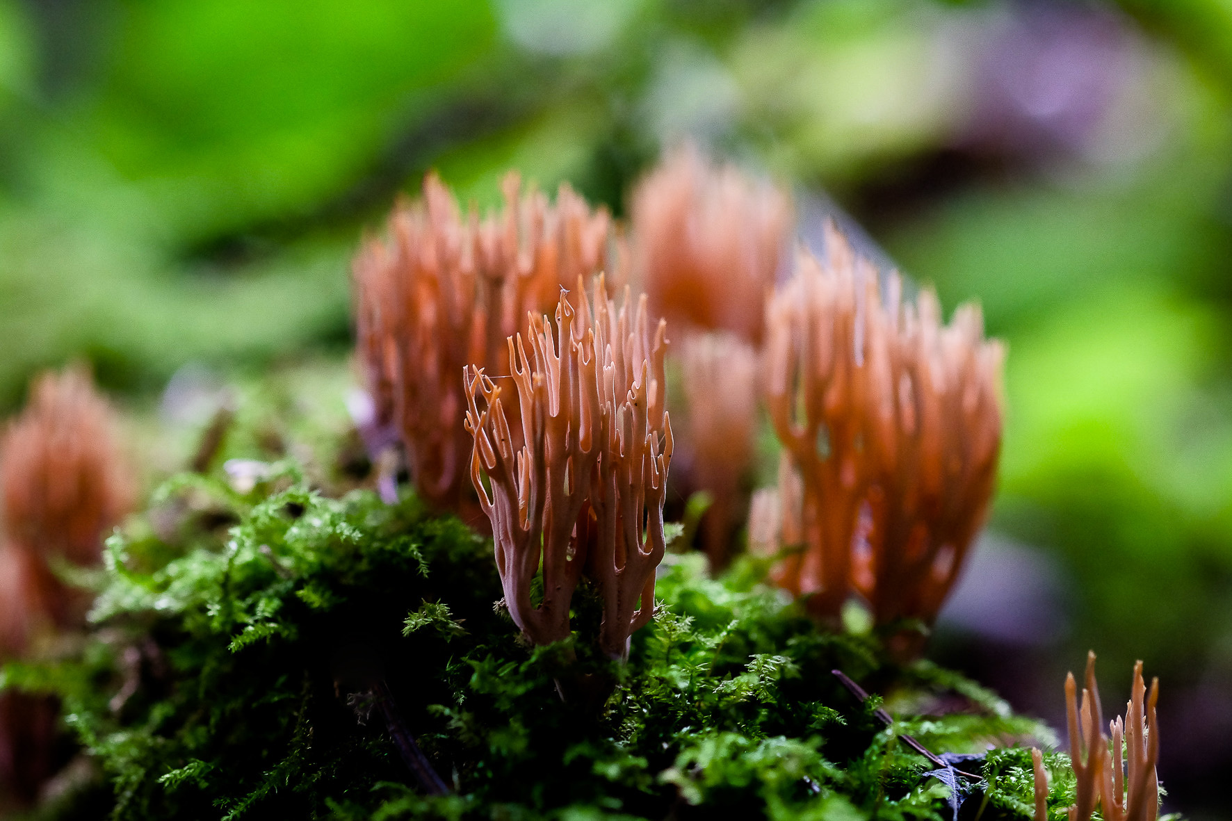 Waldpilze, ©Andreas Fahrni 