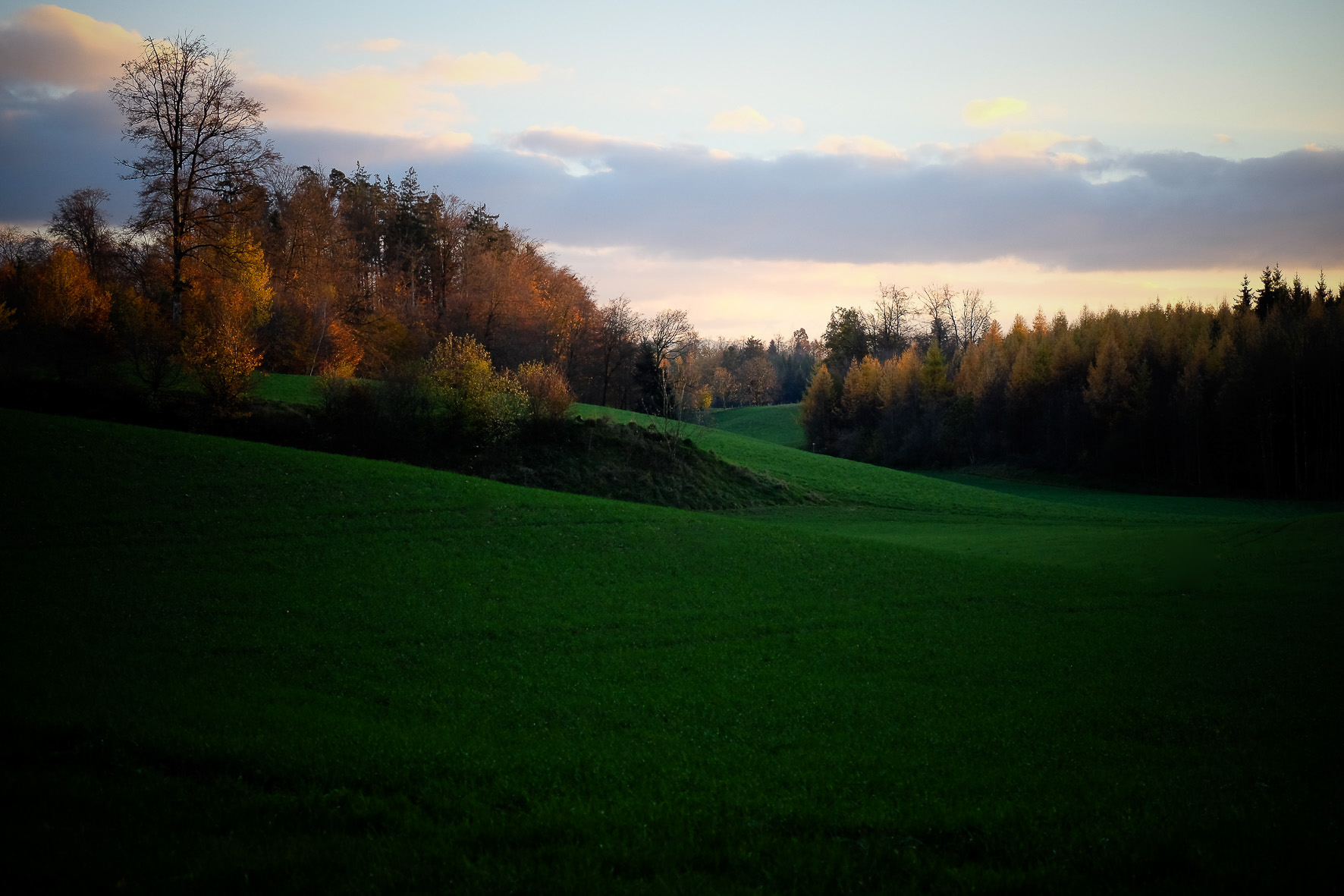 Waldpilze, ©Andreas Fahrni 