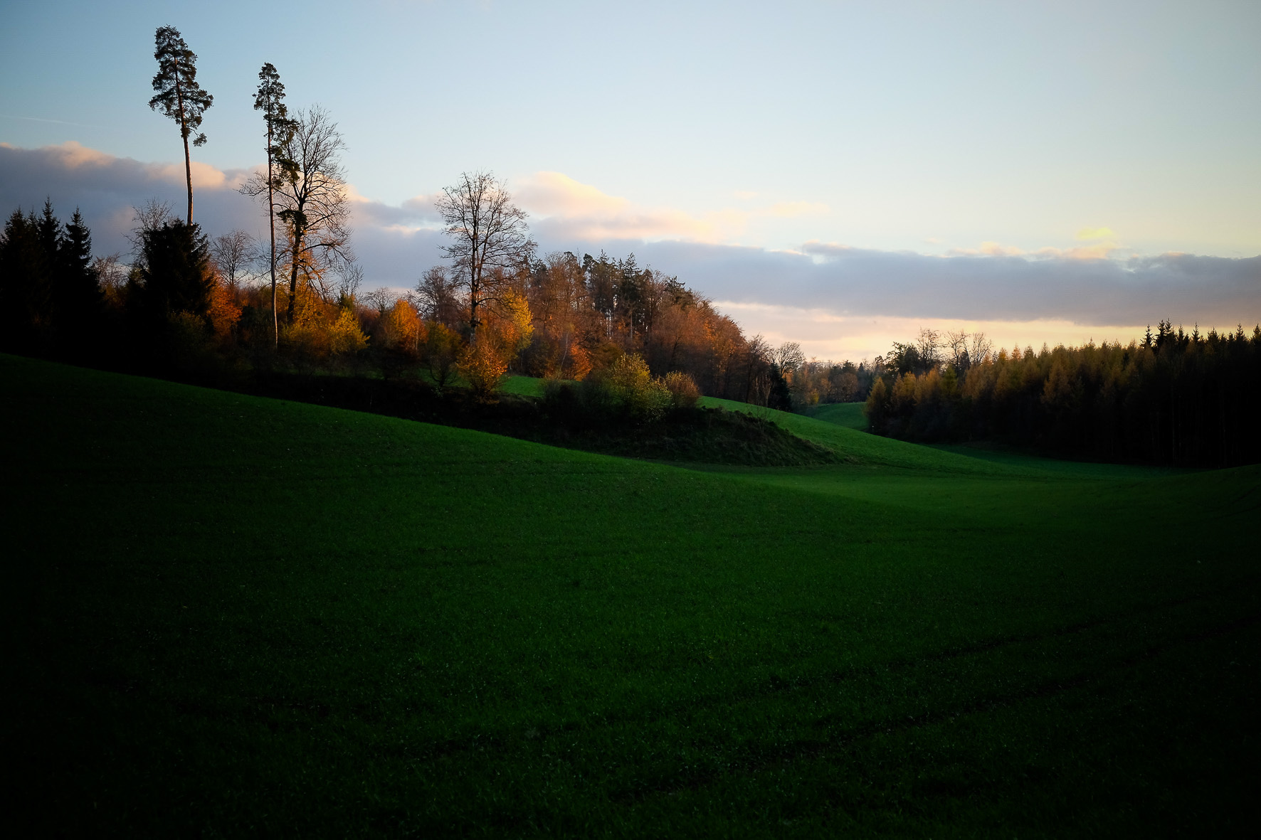 Waldpilze, ©Andreas Fahrni 