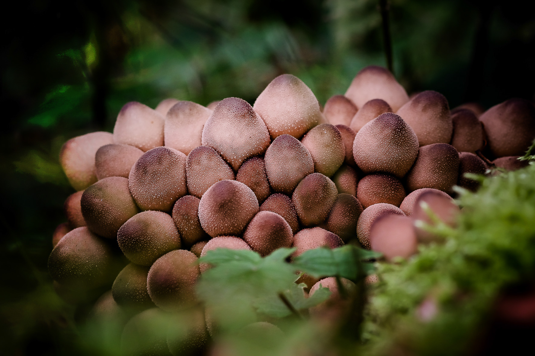 Waldpilze, ©Andreas Fahrni 