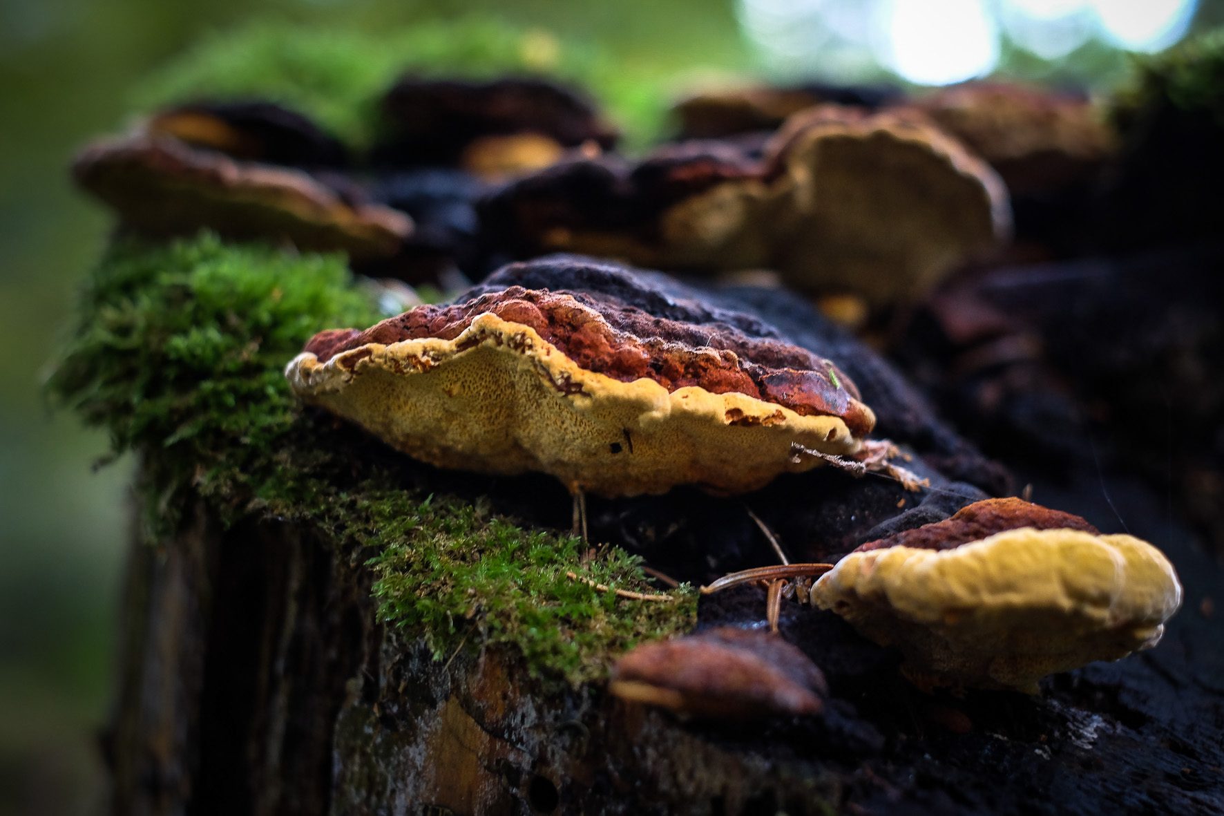 Waldpilze, ©Andreas Fahrni 