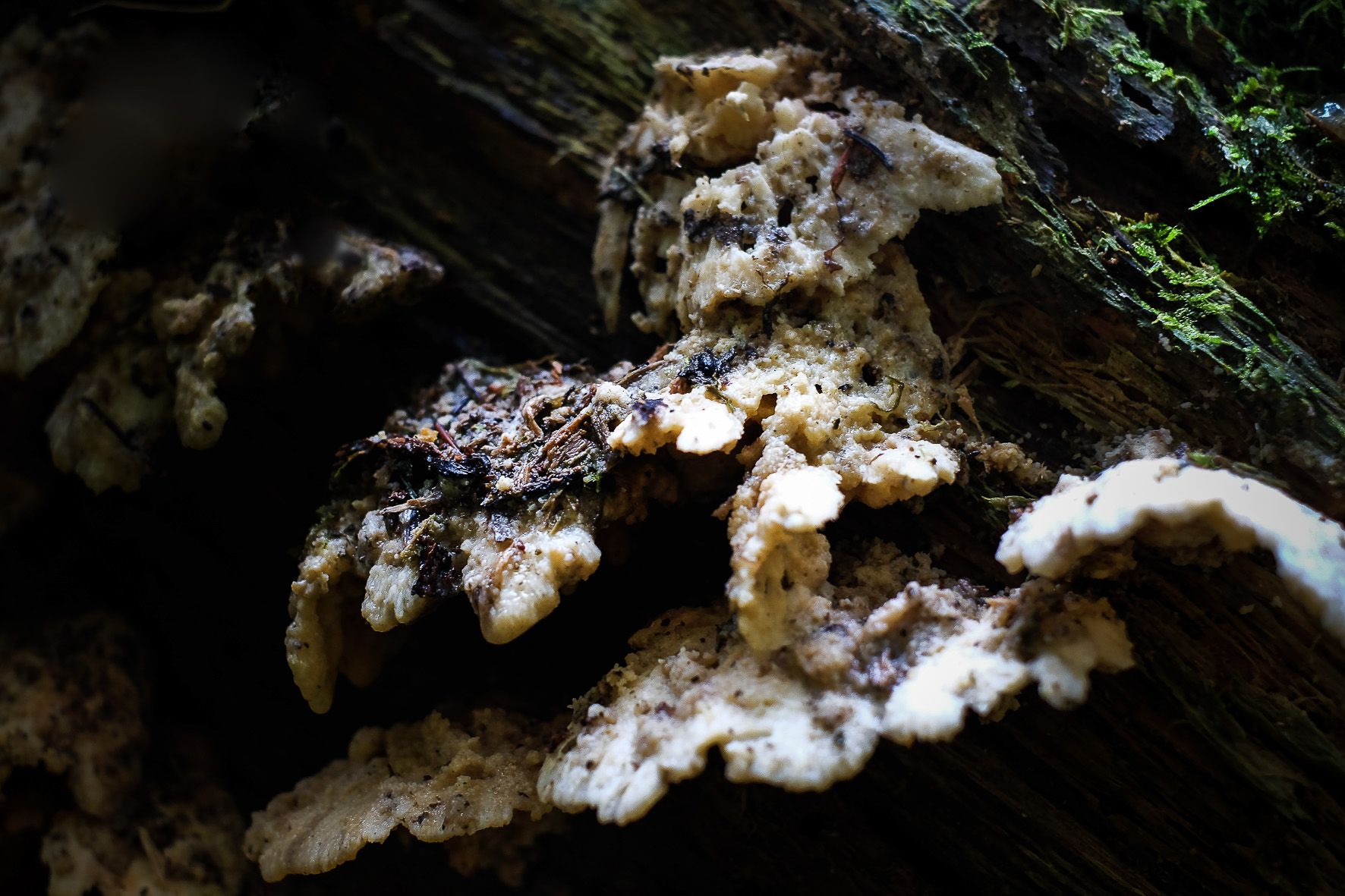 Waldpilze, ©Andreas Fahrni 