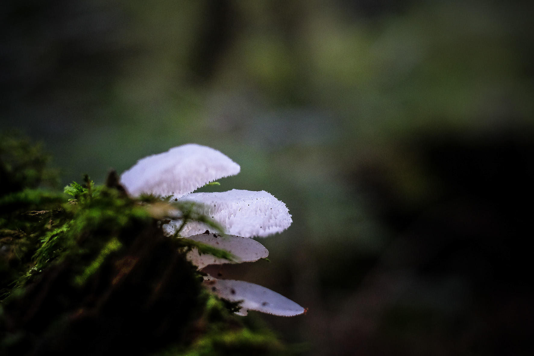 Waldpilze, ©Andreas Fahrni 