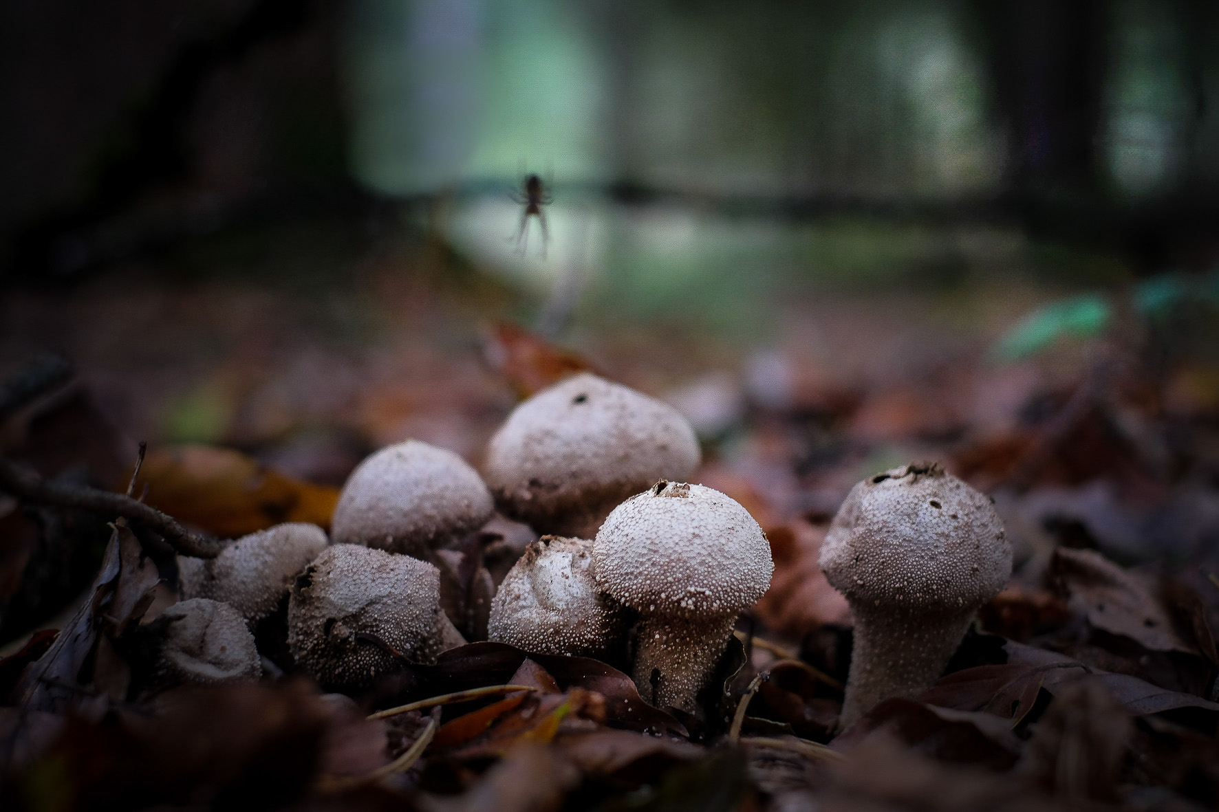 Waldpilze, ©Andreas Fahrni 