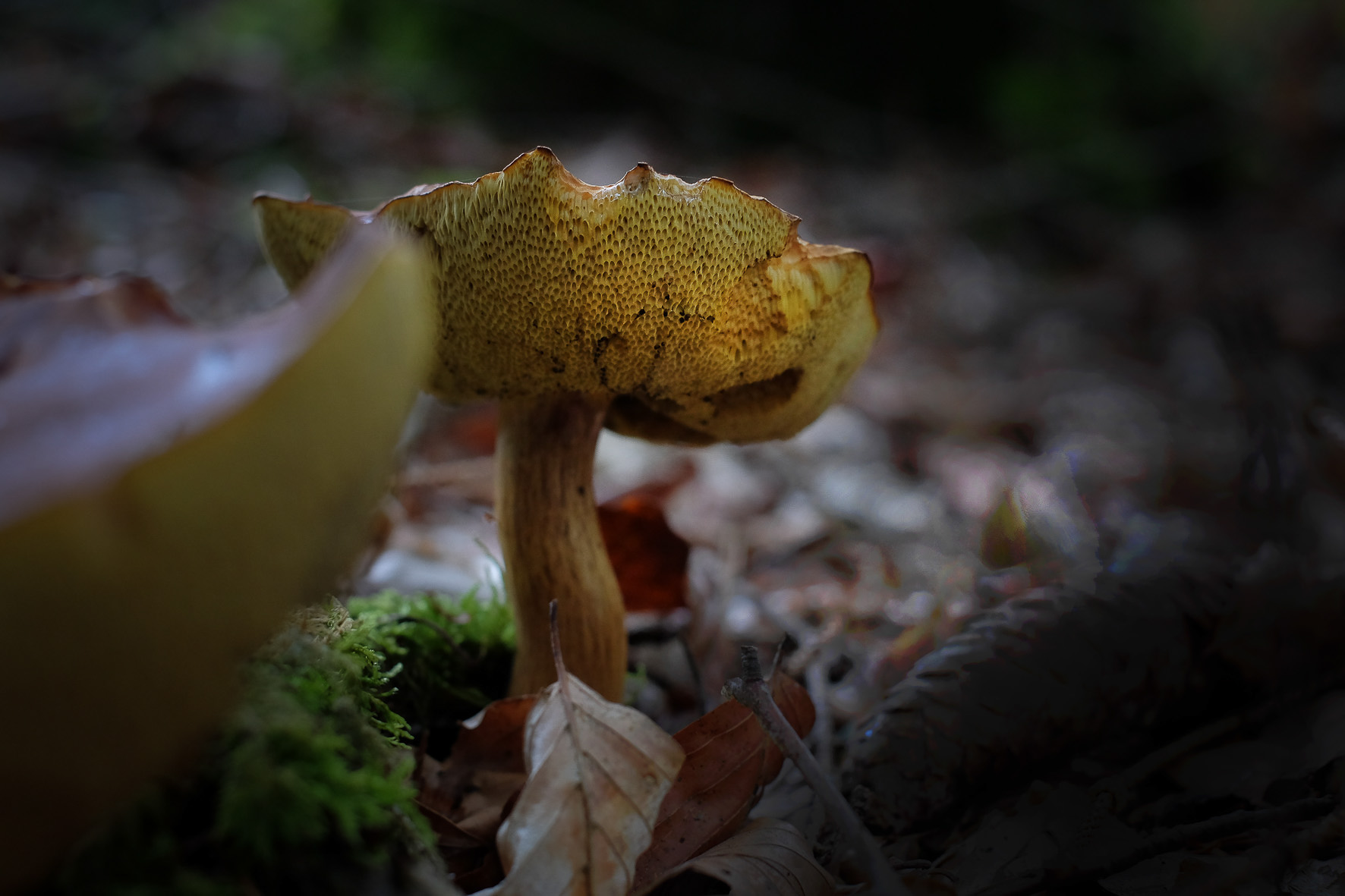 Waldpilze, ©Andreas Fahrni 